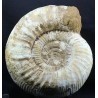 Fósil Ammonite perisphinctes F3051