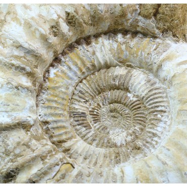 Fósil Ammonite perisphinctes F3051