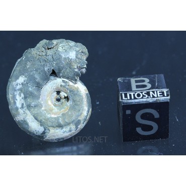 Fósil Ammonite F3092