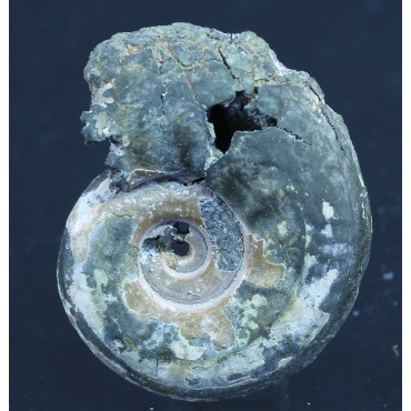 Fósil Ammonite F3092