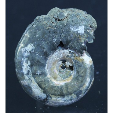 Fósil Ammonite F3092