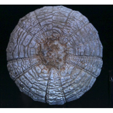 Fósil Equinodermo F3105