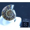 Anillo de Ammonite fosilizado J3081