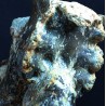 Fósil Mammites nodosoides F3123