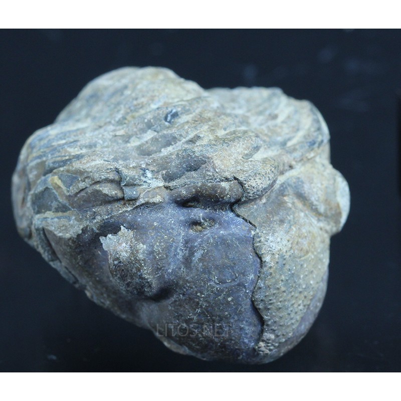 Fósil Trilobite reedops F3155