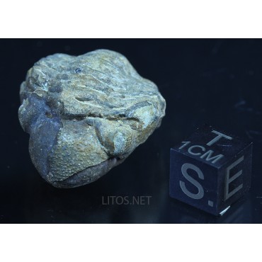 Fósil Trilobite reedops F3155