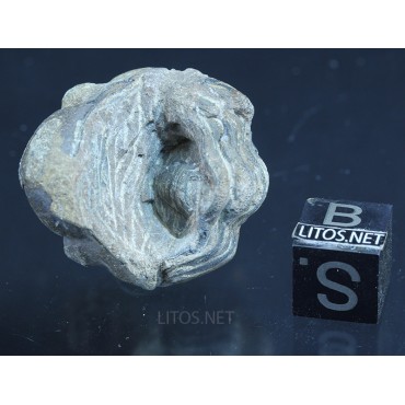 Fósil Trilobite reedops F3155