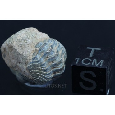 Fósil Trilobite reedops F3157