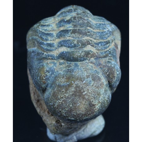 Fósil Trilobite reedops F3157