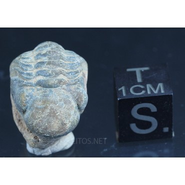 Fósil Trilobite reedops F3157