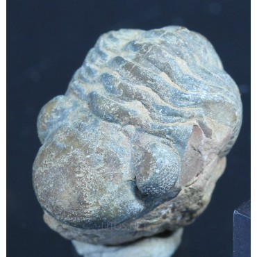 Fósil Trilobite reedops F3157