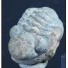 Fósil Trilobite reedops F3157