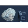 Fósil Trilobite reedops F3157