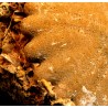 Fósil de erizo F3195