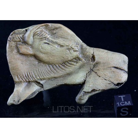 Bisonte paleolitico Bisonte paleolitico