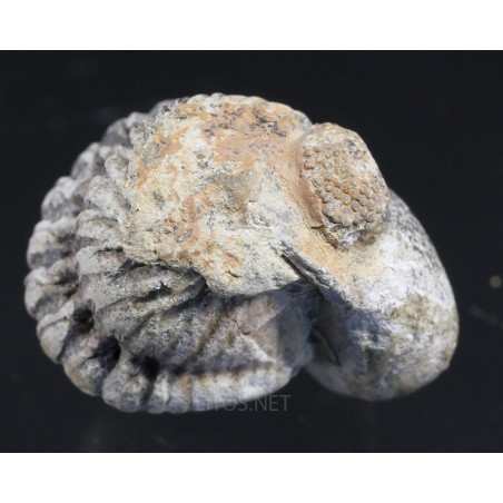 Fósil Trilobite Reedops F3203