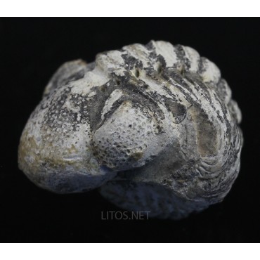 Fósil Trilobite Reedops F3203