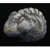 Fósil Trilobite Reedops F3203