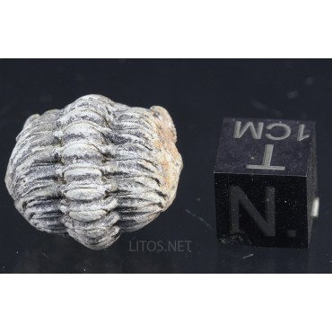 Fósil Trilobite Reedops F3203