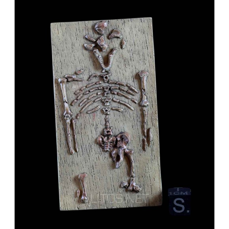 Esqueleto Lucy