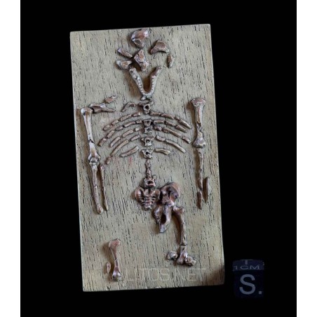 Esqueleto Lucy