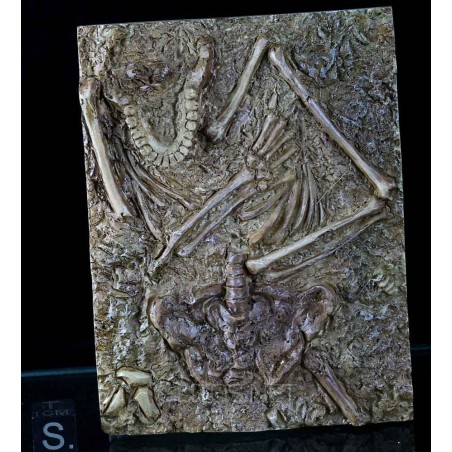 Neanderthal (enterramiento) Neanderthal (enterramiento)
