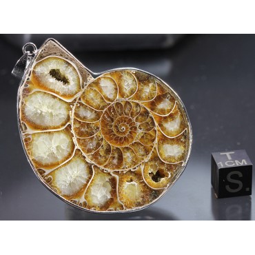 Colgante de Ammonite fosilizado J3238