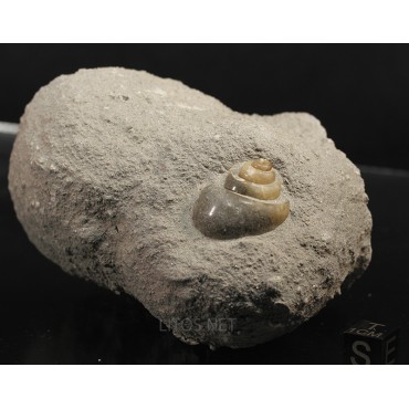 Fósil Gasterópodo F3276