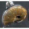 Anillo de Ammonite fosilizado J3272