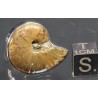Anillo de Ammonite fosilizado J3272