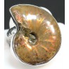 Anillo de Ammonite fosilizado J3272