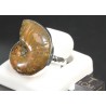 Anillo de Ammonite fosilizado J3272