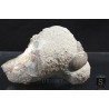 Fósil Gasterópodo F3315