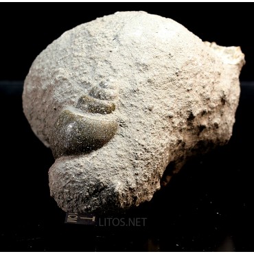 Fósil Gasterópodo F3315