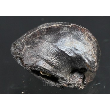 Fósil Braquiópodo F3317