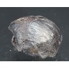 Fósil Braquiópodo F3317
