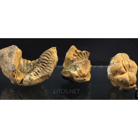 Fósil Flexycalymene ouzregui F3337 Fósil Flexycalymene ouzregui F3337