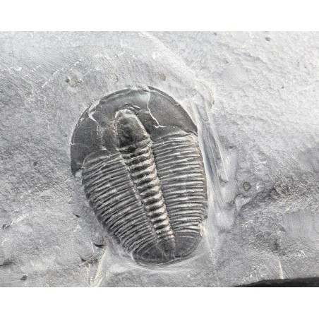 Fósil triloite elrathia kingi F3392