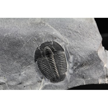 Fósil triloite elrathia kingi F3392