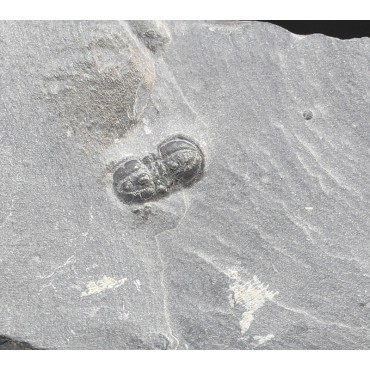 Fósil trilobite pernopsis interstricta F3393