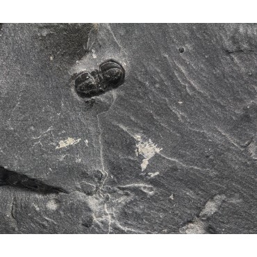 Fósil trilobite pernopsis interstricta F3393