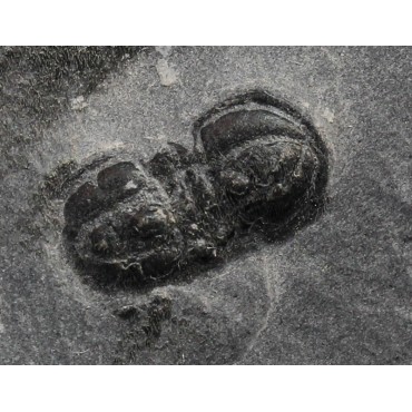 Fósil trilobite pernopsis interstricta F3393