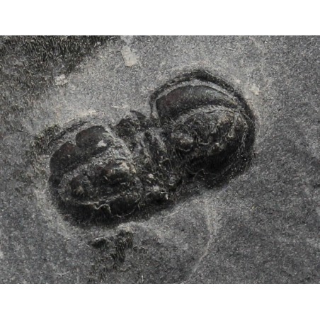 Fósil trilobite pernopsis interstricta F3393 Fósil trilobite pernopsis interstricta F3393
