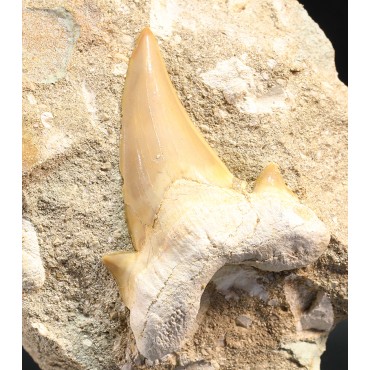 Fósil Otodus obliquus F3403