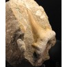 Fósil Otodus obliquus F3403