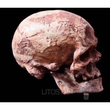 Homo sapiens fossilis, cro magnon