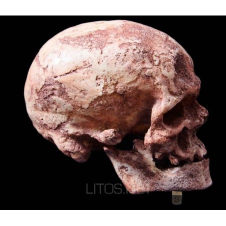 Homo sapiens fossilis, cro magnon Homo sapiens fossilis, cro magnon