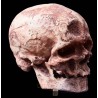 Homo sapiens fossilis, cro magnon