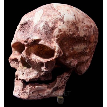 Homo sapiens fossilis, cro magnon