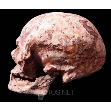 Homo sapiens fossilis, cro magnon